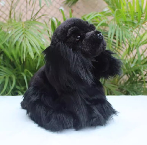 American cocker spaniel cane - cocker,