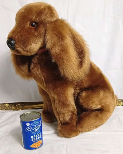 Golden cocker spaniel - cocker,