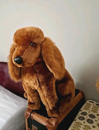 Golden cocker spaniel - golden,