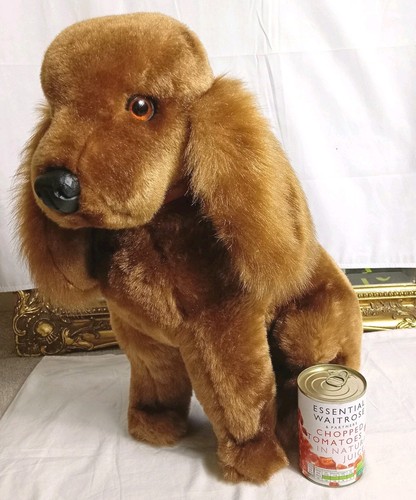 Golden cocker spaniel - golden,